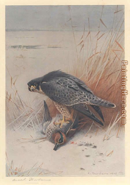 Archibald Thorburn Peregrine Falcon on Teal
